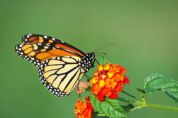 istock Monarch Butterfly Feeding on Lantana 98004355
