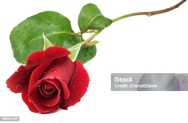 Red Long Stem Rose Stock Photo - Download Image Now - Beauty In Nature, Color Image, Copy Space