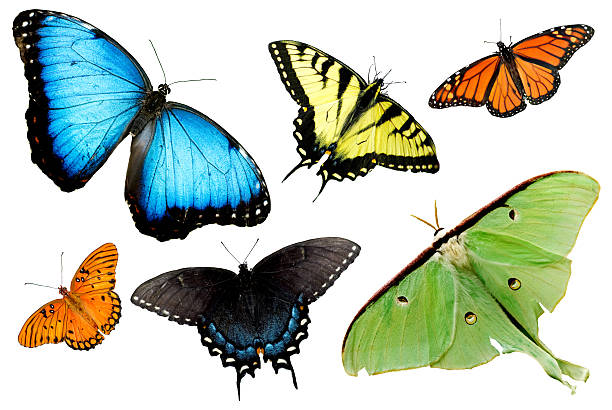 motyle i miesiące na białym tle - fritillary butterfly butterfly insect lepidoptera zdjęcia i obrazy z banku zdjęć