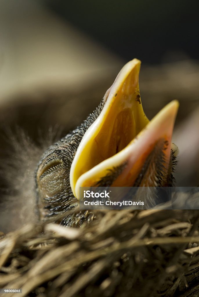 Closeup Baby Robin - Royalty-free Bruin Stockfoto