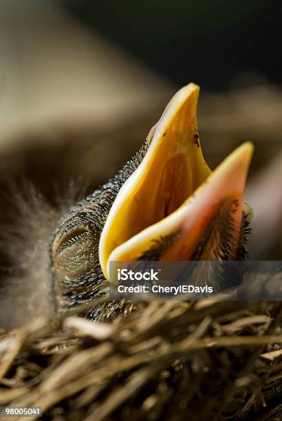 Closeup Baby Robin Stockfoto en meer beelden van Bruin - Bruin, Buitenopname, Close-up