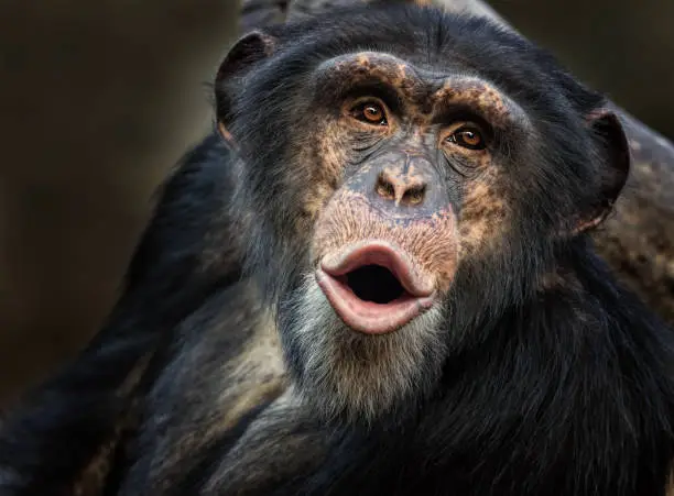 Portrait of a singing common chimpanzee