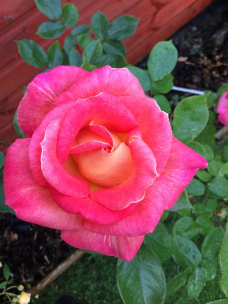istock A view of a Rose from my garden 980056836