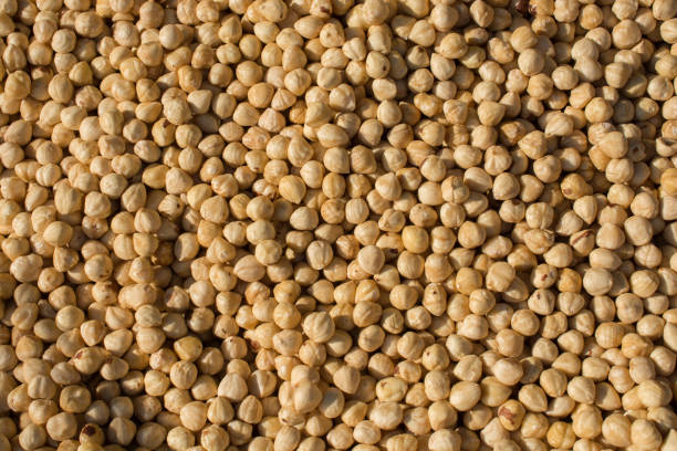 istock Dried shelled hazelnuts as food background 980057128