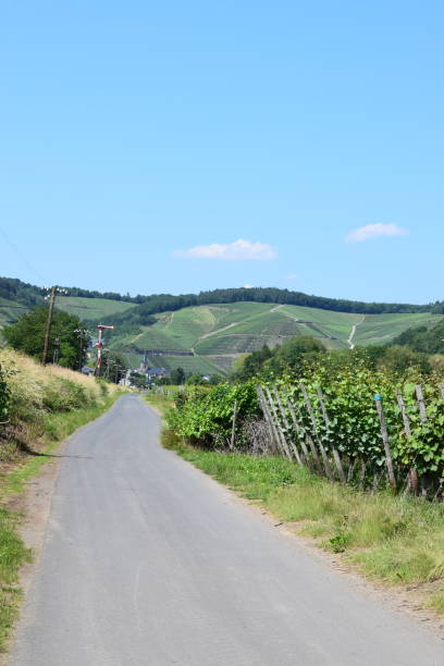 istock vinyard and grapes in terraces, Ahr area 980057430