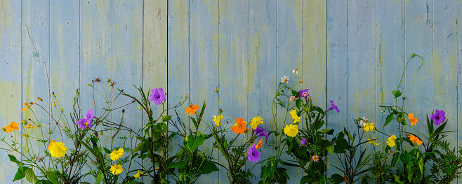 Pretty wild flowers in front of an old blue and green wooden paneled weathered wall.