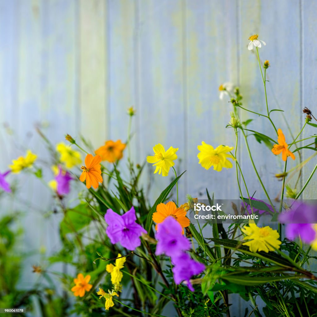 Bonitas Flores Silvestres Frente A Un Viejo Azul Y Verde De Madera Con Paneles De Pared Erosionada Foto de stock y más banco de imágenes de Aire libre - iStock Bonitas Flores Silvestres Frente A Un Viejo Azul Y Verde De Madera Con Paneles De Pared Erosionada Foto de stock y más banco de imágenes de Aire libre - iStock