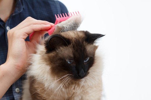 Caring for cat fur. Hand combing by comb fluffy cat. Taking balinese care of domestic pet.