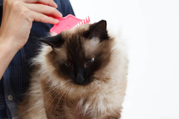 istock Caring cat fur. Hand combing by comb fluffy cat. 980061288