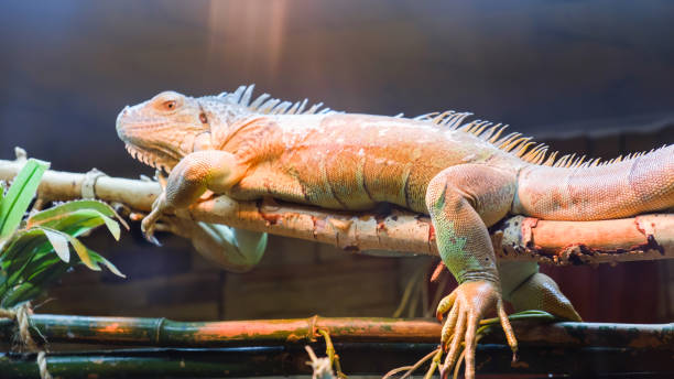 istock Orange big Iguana on branch reptile animal lizard 980061606