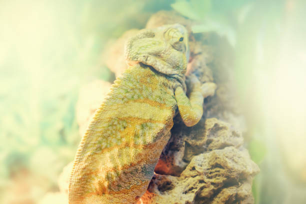 istock Common Chameleon on a branch of tree in nature close up 980061640