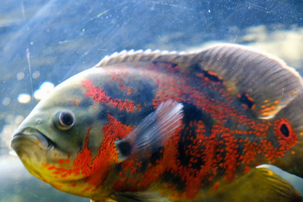 Oscar fish swimming underwater