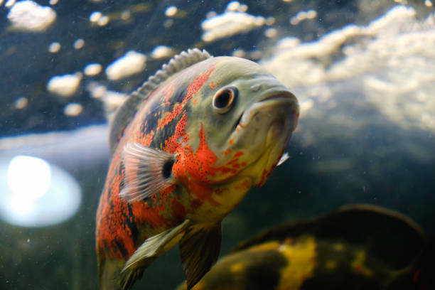 istock Oscar fish Astronotus ocellatus swimming underwater 980061696