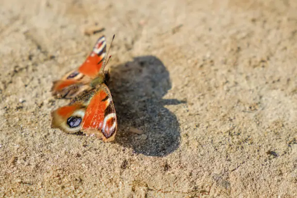 Photo of European Common Peacock red butterfly, Aglais io, Inachis io on the ground, wings spread open.