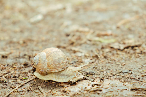 istock Large snail along ground cover. 980061898