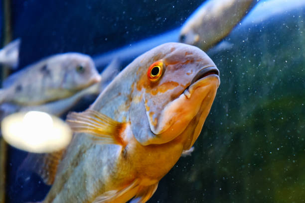 istock Exotic tropical fish closeup swimming underwater 980061978