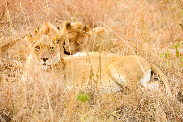Close up of a female African Lion hiding in long grass in a South African Game Reserve
