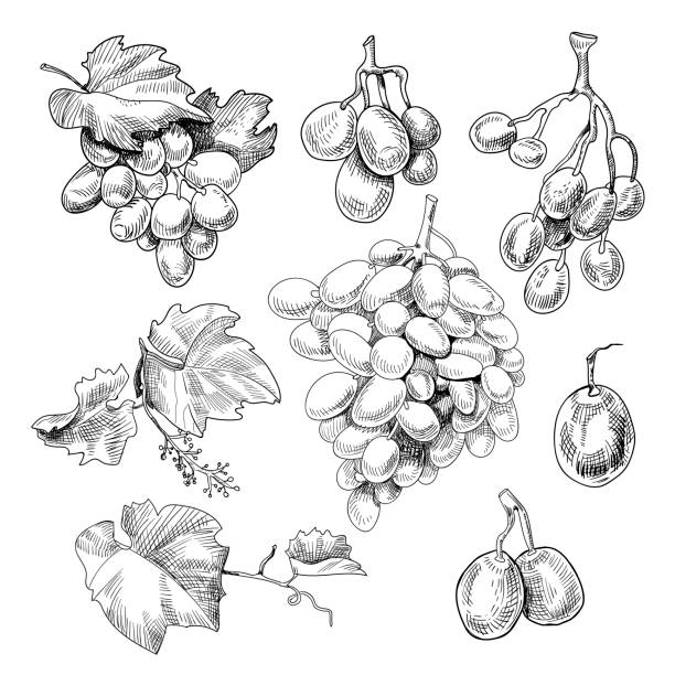 illustrations, cliparts, dessins animés et icônes de croquis de grappe de raisins - raisin illustrations