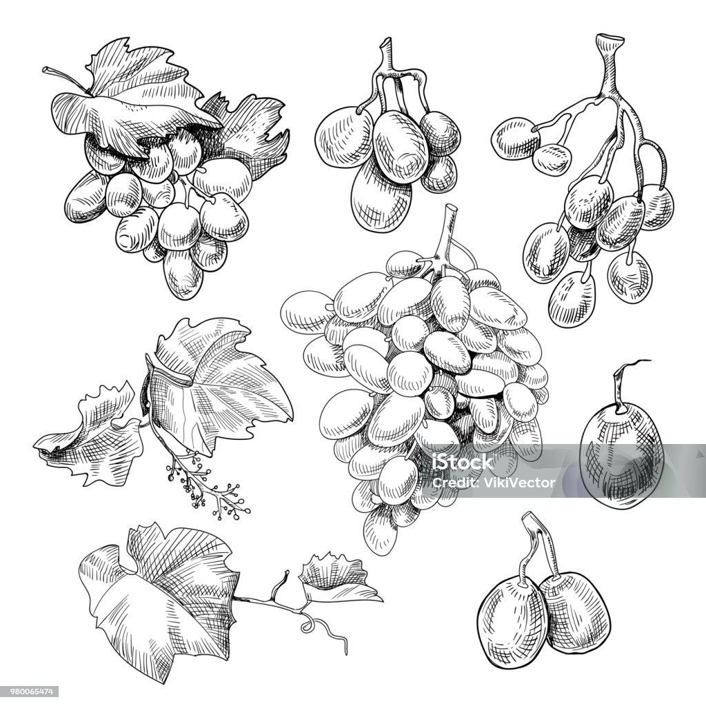 Grapes bunch sketch Grapes bunch sketch. Black berry growing in clusters on a grapevine, eaten as fruit, used in making wine, hand drawn decor. Vector illustration on white background Grape stock vector
