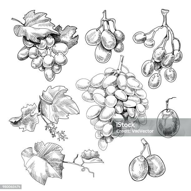 Grapes Bunch Sketch Stock Illustration - Download Image Now - Grape, Illustration, Bunch