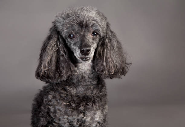 istock Poodle dog portrait 980066680