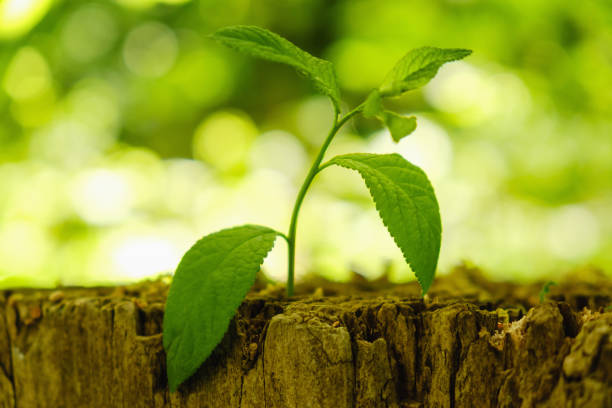 istock New Life concept with seedling growing sprout tree. Business development symbol idea. 980066886