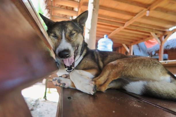 istock Sleepy dog trying to hide from camera 980067994
