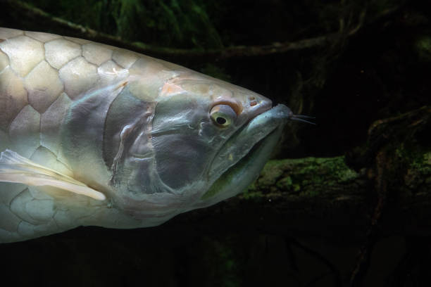 istock Silver arawana fish underwater portrait 980071184