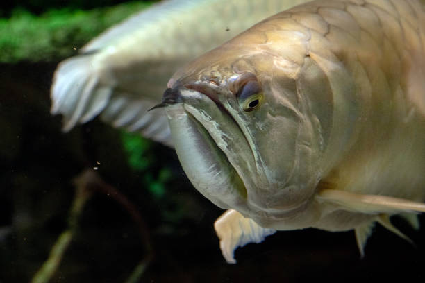 istock Silver arawana fish underwater portrait 980071236