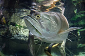 silber-arawana-fisch-unterwasser-portrai