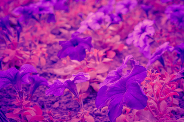 Trendy background color ultra violet flower concept of the year. Ultraviolet abstract backdrop.