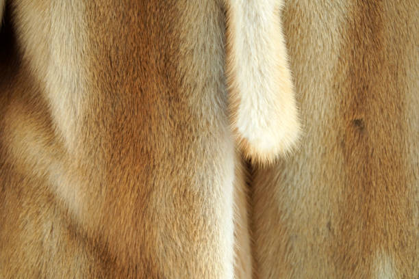 istock animal fur clothes detail 980074790