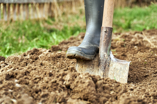 Foot wearing a rubber boot digging an earth with a spade in a garden for planting vegetables