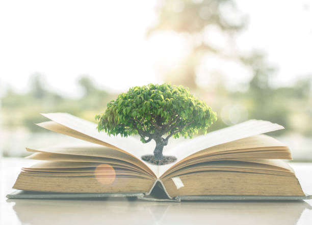 istock Knowledge and wisdom concept, small tree growing on old book opening with  on windowsill of house with nature background in morning 980075268