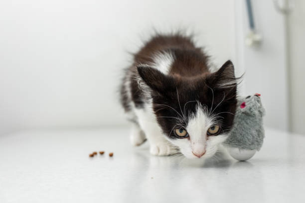 istock Little kitten at a veterinary clinic. Doctor and cat 980087676