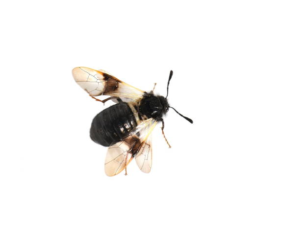 istock Honeysuckle sawfly Abia fasciata 980087770