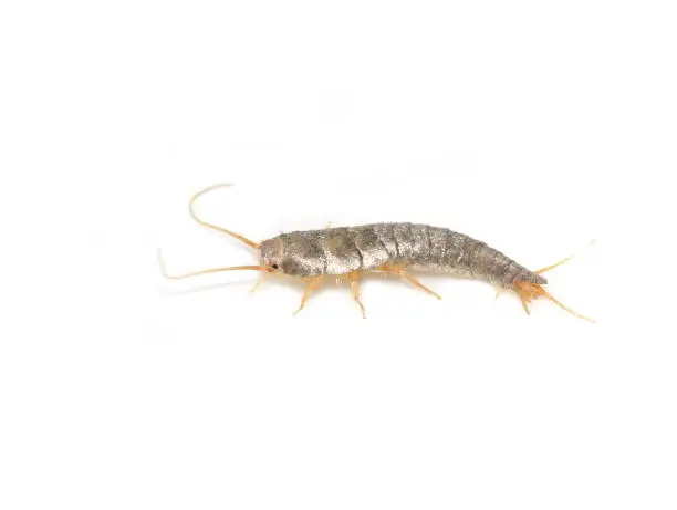 Primitive pest insect silverfish Lepisma saccharina isolated on white background