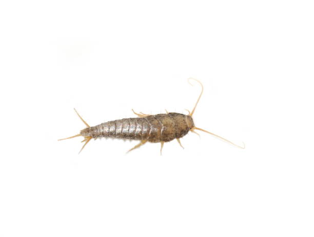 silverfish - zygentoma imagens e fotografias de stock