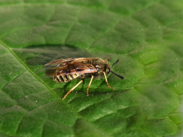 istock Honeysuckle Sawfly Abia lonicerae 980087982