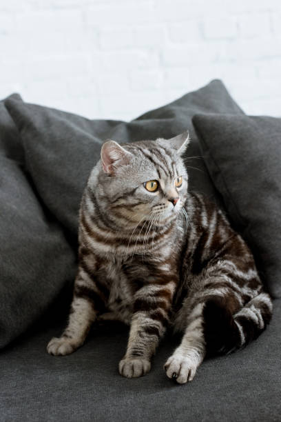 istock adorable scottish straight cat sitting on cozy grey couch 980091732