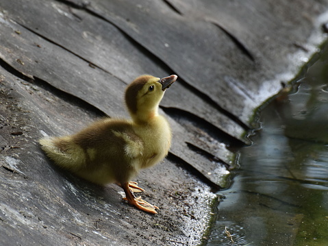 Little duckling going to the water in the park