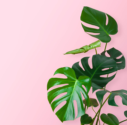 Green tropical plant stem and leaves isolated on pink background