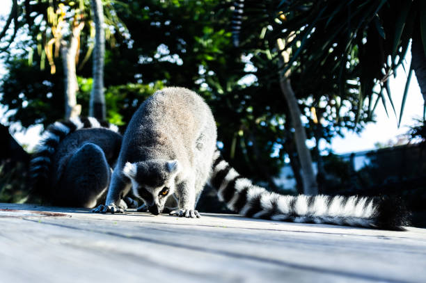 Low angle shot of ring tailed lemur