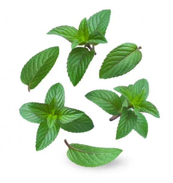 Collage of fresh caramel mint leaves isolated on white background