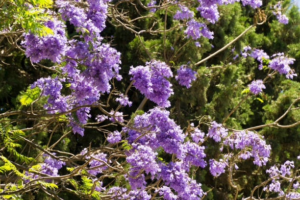 istock Malta, La Valletta, flowers in public parks 980105766