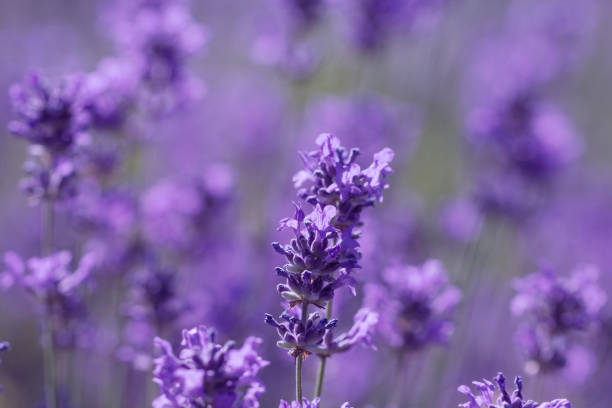 istock field lavender morning summer blur background 980105942