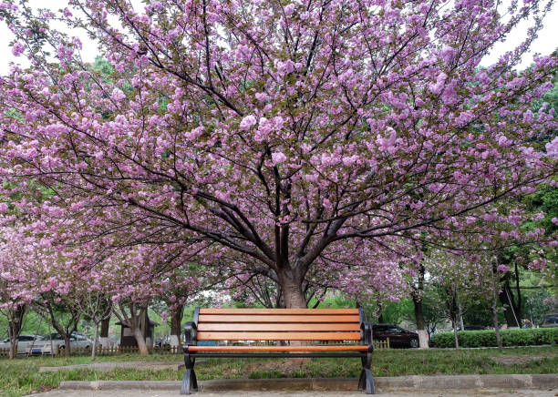 istock The empty chair with beautiful magnolia flowers on green 980107076
