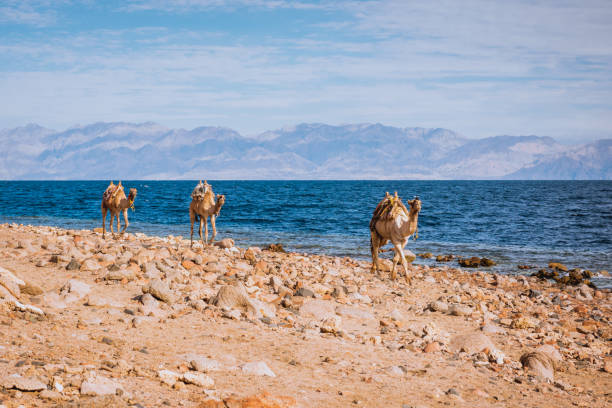 Camels on desert beach coast Sinai, Egypt, Africa