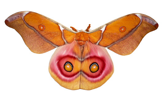 Suraka silk moth from Madagaskar, Antherina suraka, is isolated on white background. The moth is in moving its hindwings with pink-framed eyespots to fighten the predator