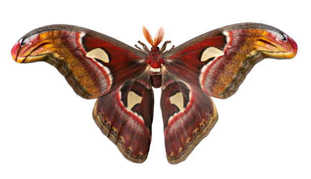 traça de seda gigante atlas, attacus atlas, é isolada no fundo branco - traça - fotografias e filmes do acervo